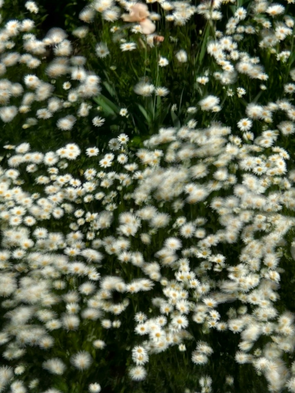 white flowers with green leaves