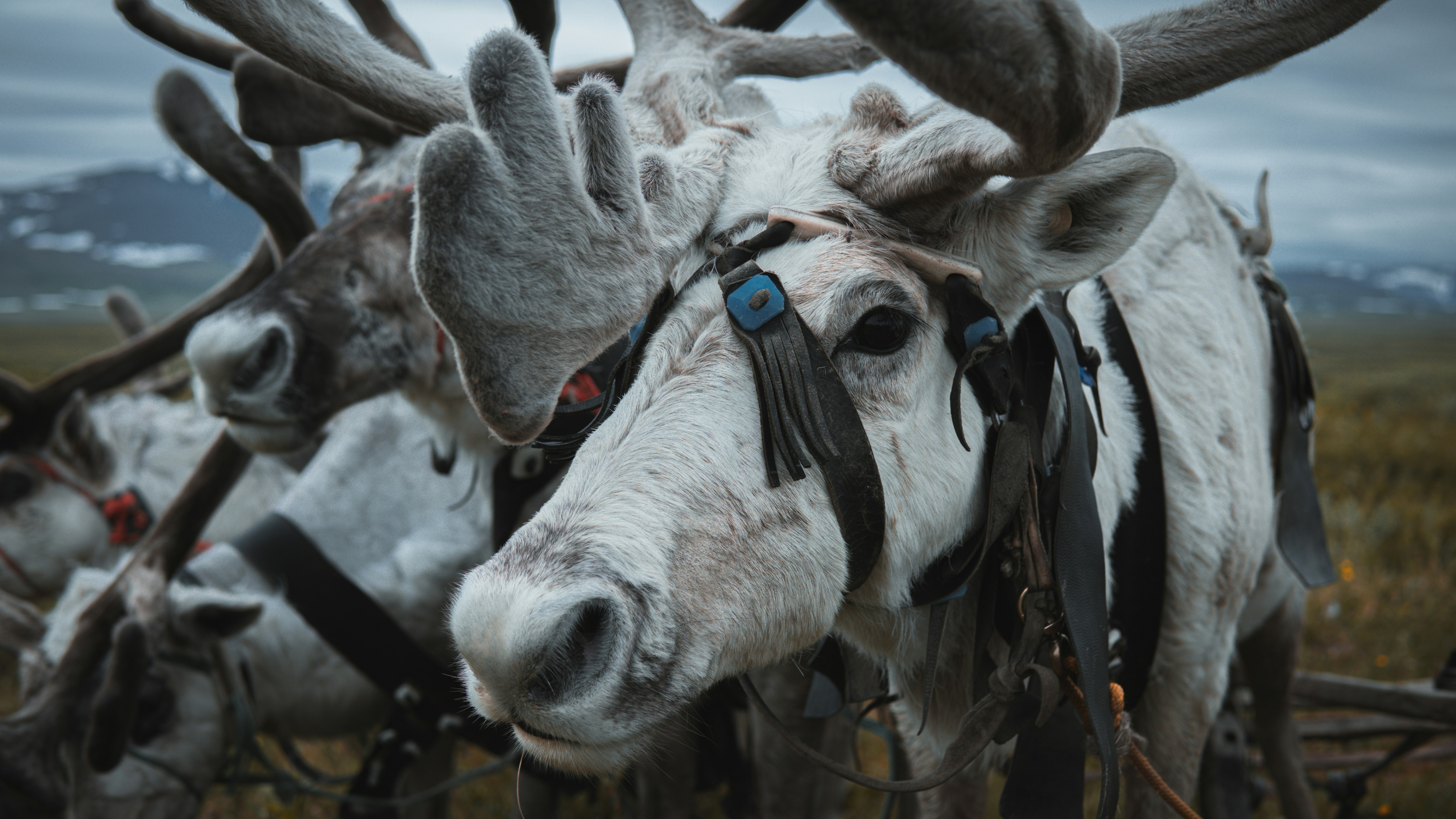 white and black goat eating grass