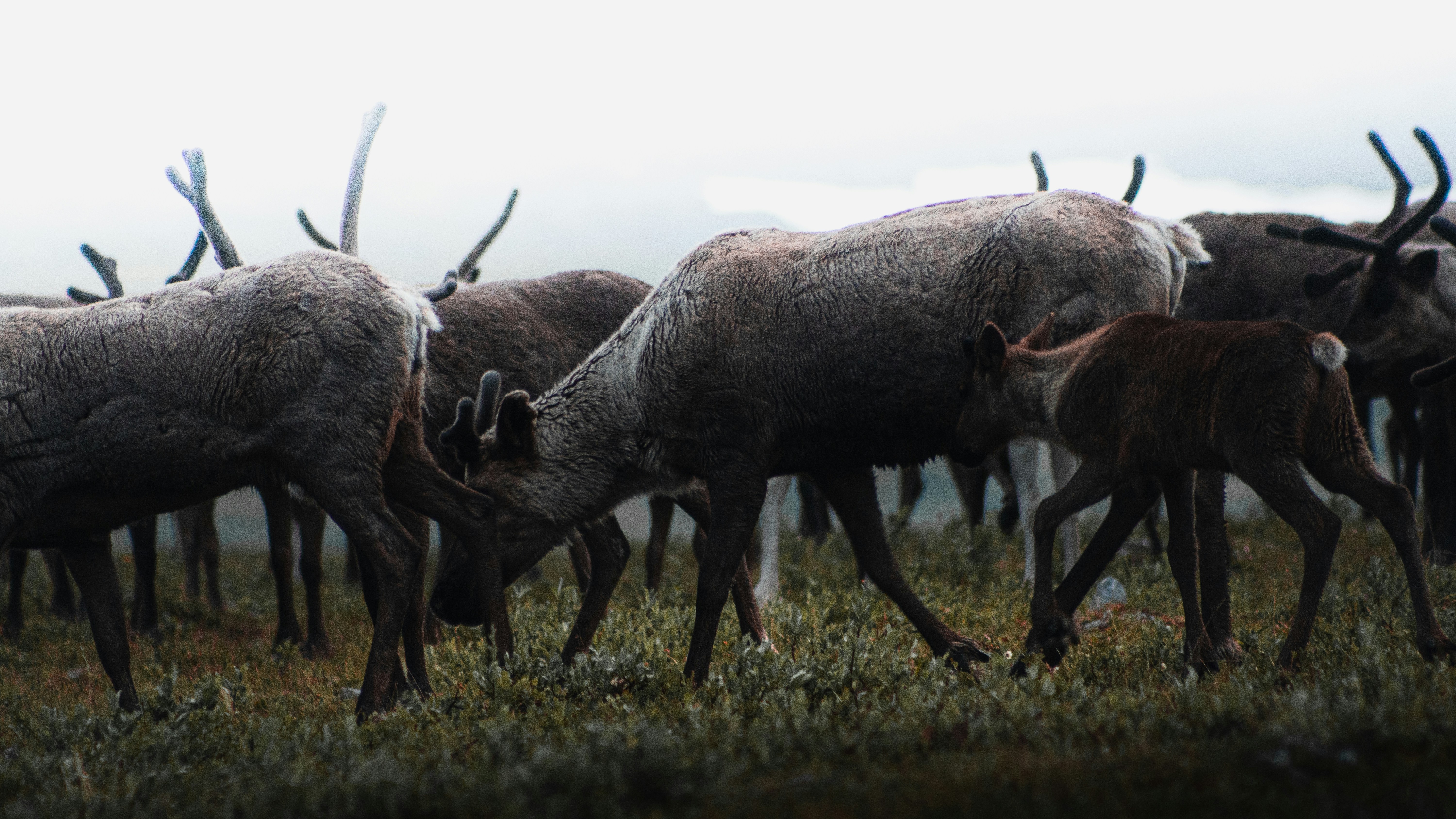 herd of cow on green grass field during daytime