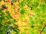 A vibrant canopy of maple leaves featuring a mix of green and yellow hues. The leaves are densely packed, creating a tapestry of overlapping colors with hints of red and orange. Thin branches are visible, intertwining among the foliage, enhancing the natural pattern.