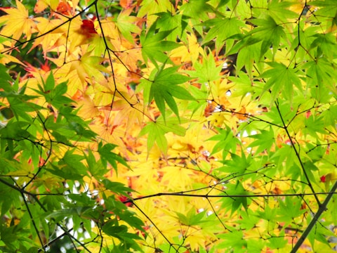 A vibrant canopy of maple leaves featuring a mix of green and yellow hues. The leaves are densely packed, creating a tapestry of overlapping colors with hints of red and orange. Thin branches are visible, intertwining among the foliage, enhancing the natural pattern.