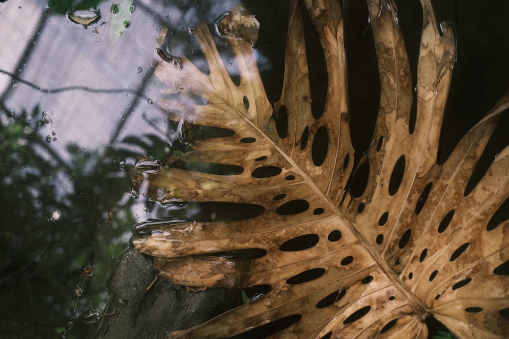 brown leaf on water during daytime