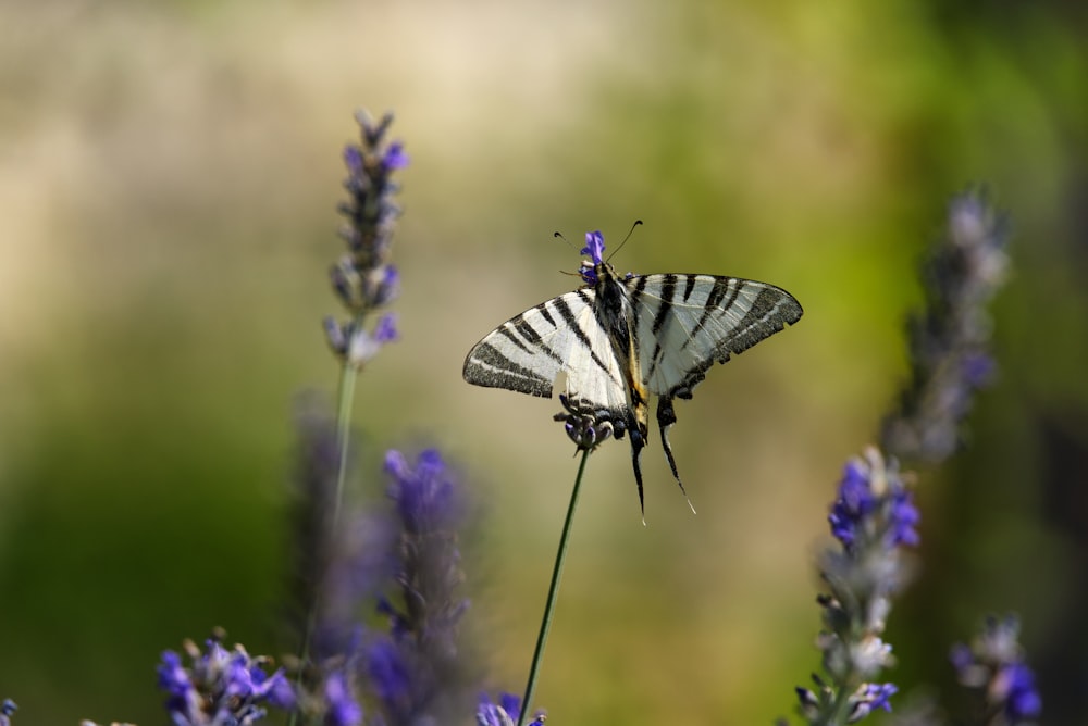 white and black butterfly perched on purple flower in close up photography during daytime