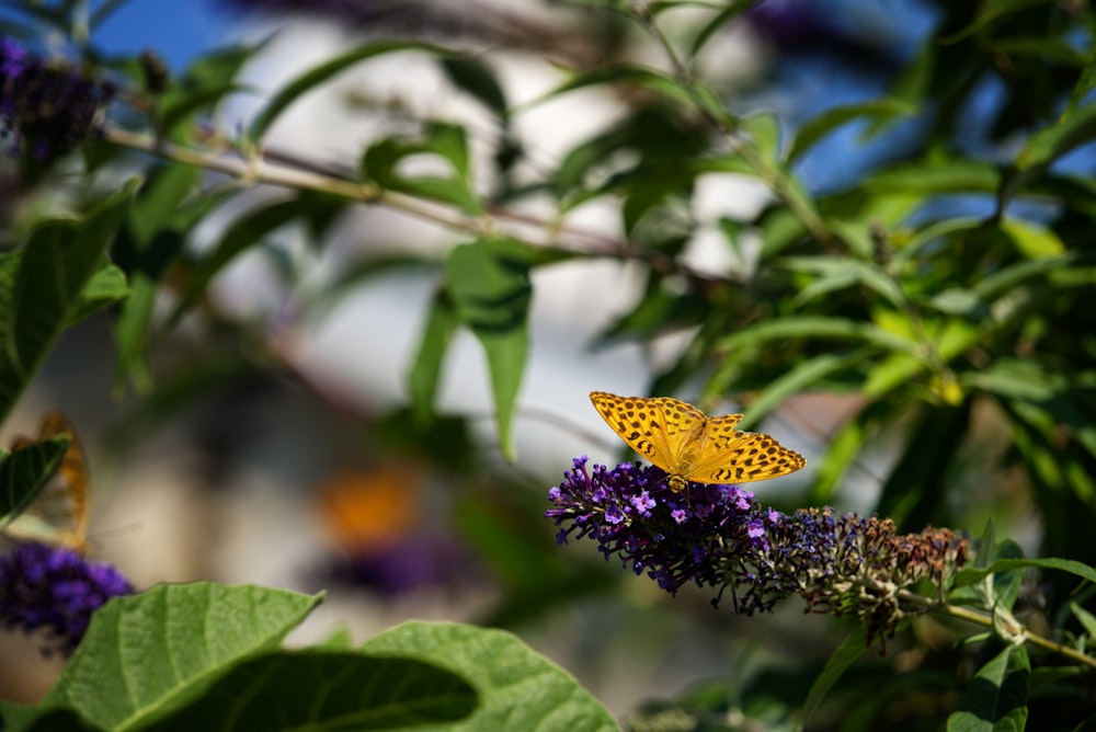 gelber und schwarzer Schmetterling sitzt tagsüber auf lila Blume in Nahaufnahmen