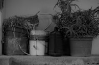 A collection of assorted buckets and pots are placed on a concrete surface. One pot contains a plant with long, spiky leaves, while another is filled with dry or dead vegetation. A watering can is positioned among the containers, and there is a curved metal handle visible in the arrangement.