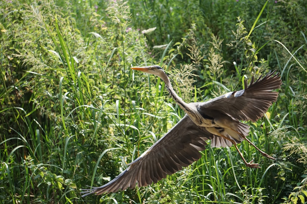 brown and white bird flying over green plants during daytime