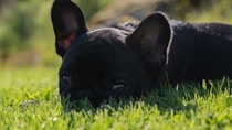 black french bulldog lying on green grass field during daytime
