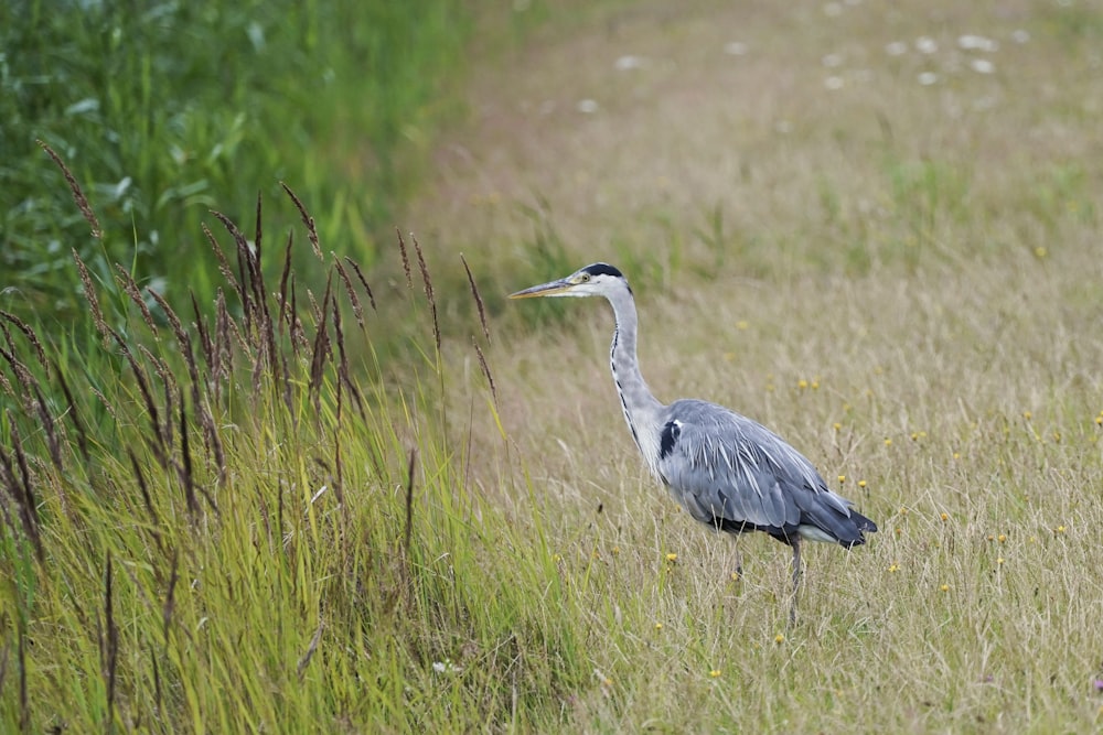 grey heron on green grass field during daytime