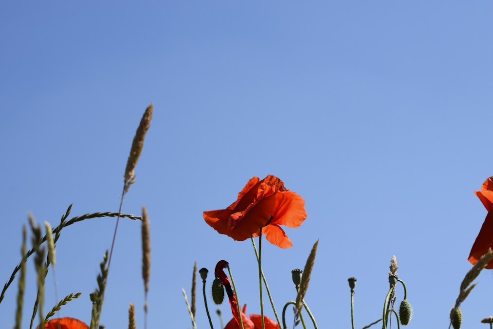 Un champ de coquelicots rouges sous un ciel bleu, fleur symbole de la mémoire de la Grande Guerre en Flandre