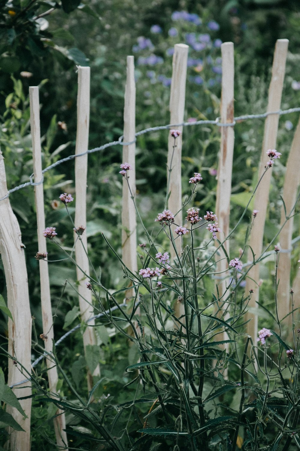 purple flower beside brown wooden fence