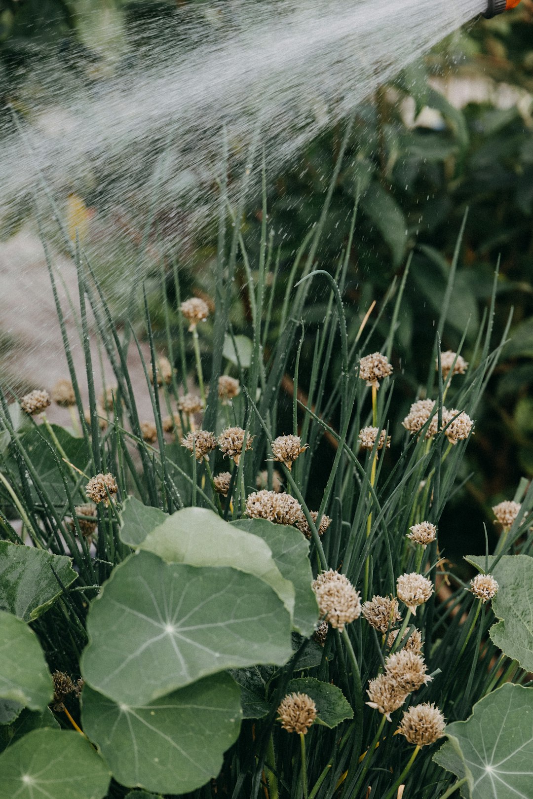 white flower with green leaves