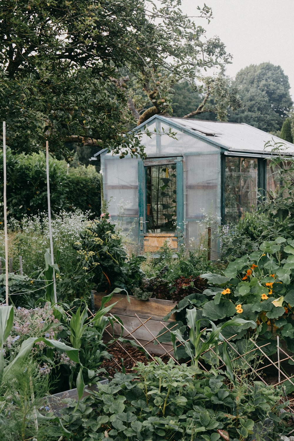 green plants in greenhouse during daytime