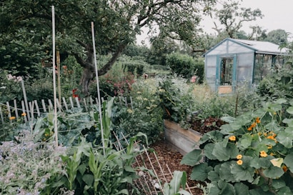 A lush garden filled with a variety of plants and flowers, with a pathway leading to a green greenhouse in the background. The scene is framed by a large tree and surrounded by wooden fencing. Vibrant greenery dominates the scenery, with colorful flowers adding contrast.