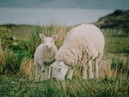white sheep on green grass field during daytime