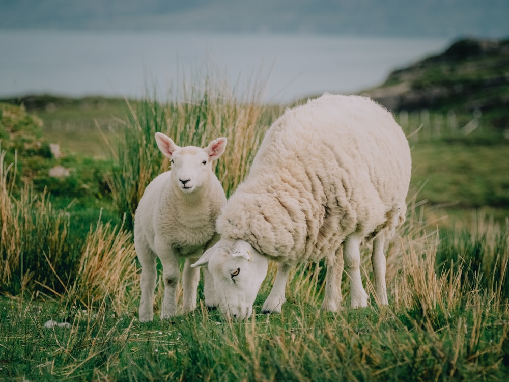 white sheep on green grass field during daytime