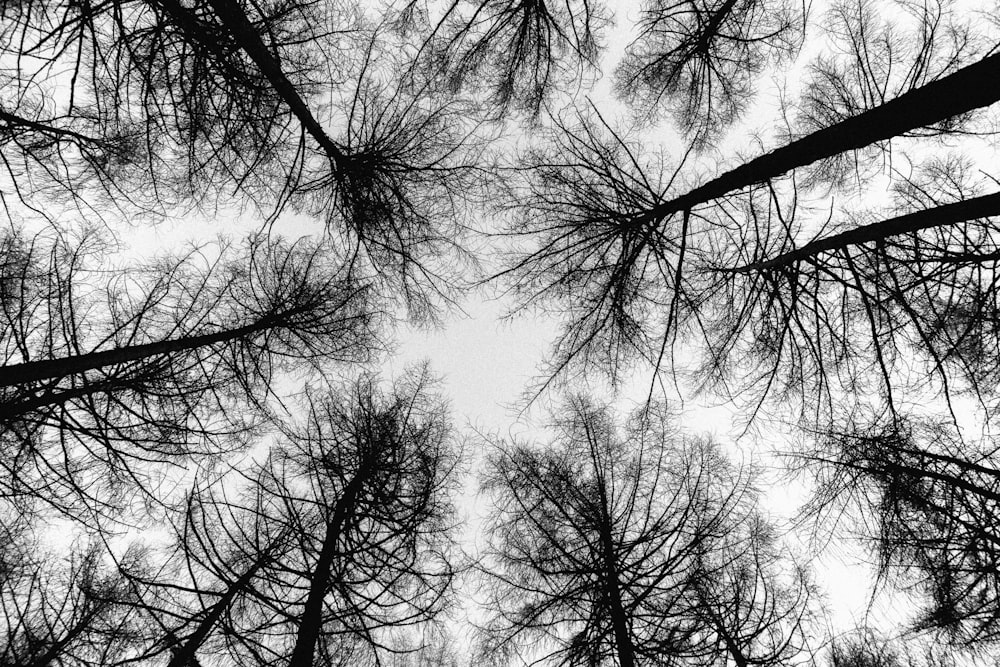 grayscale photo of bare trees