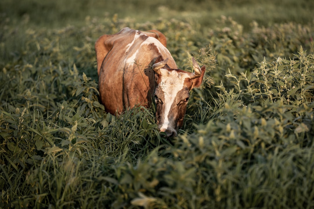 brown cow on green grass field during daytime