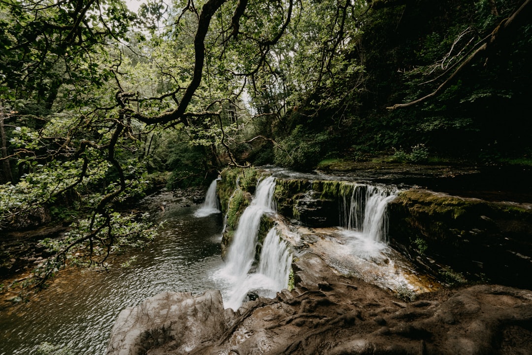 water falls in the middle of green trees