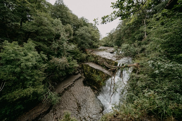 green trees beside river during daytime