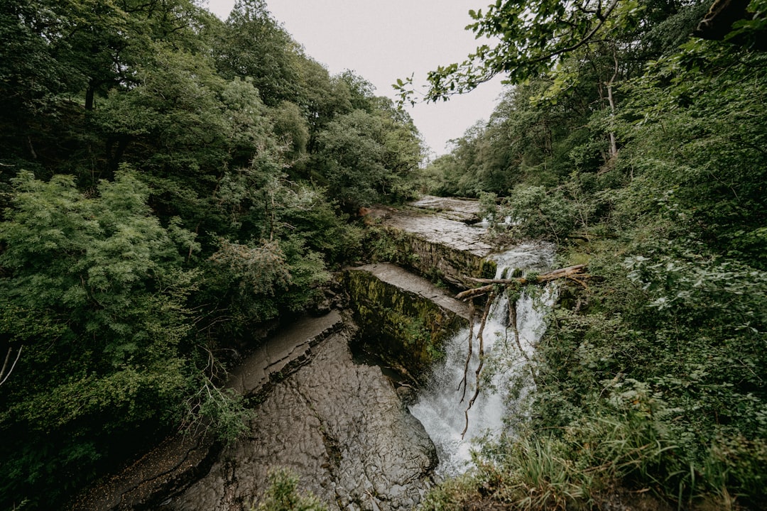 green trees beside river during daytime