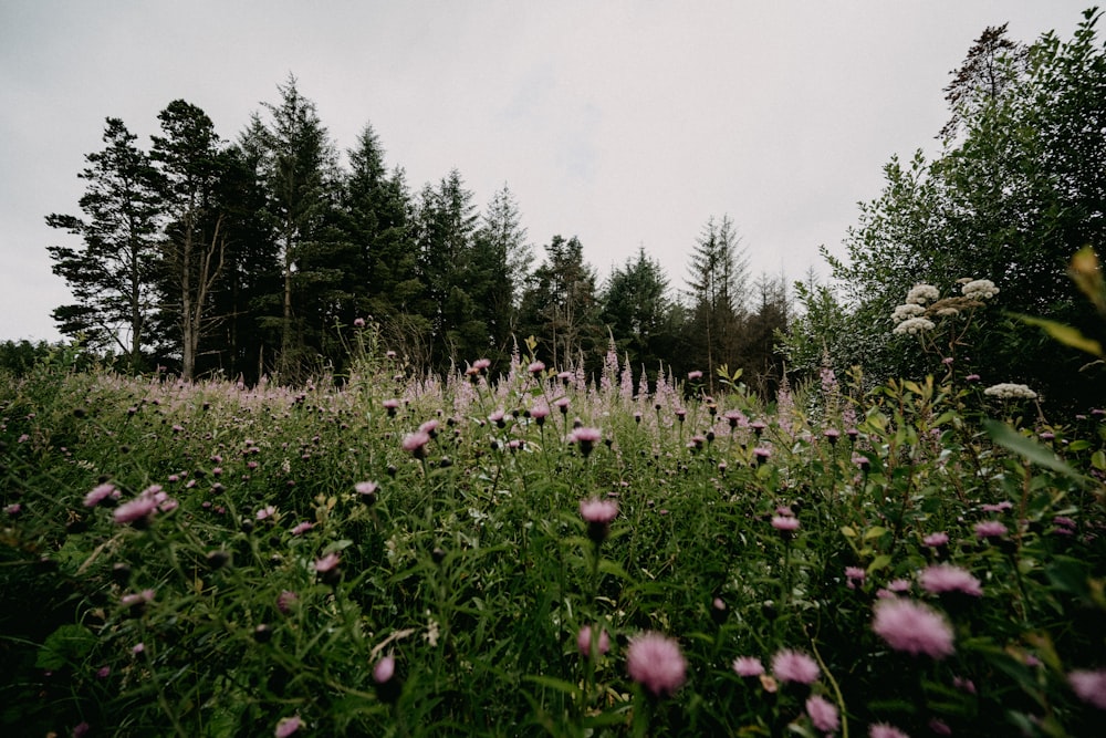 white flowers on green grass field