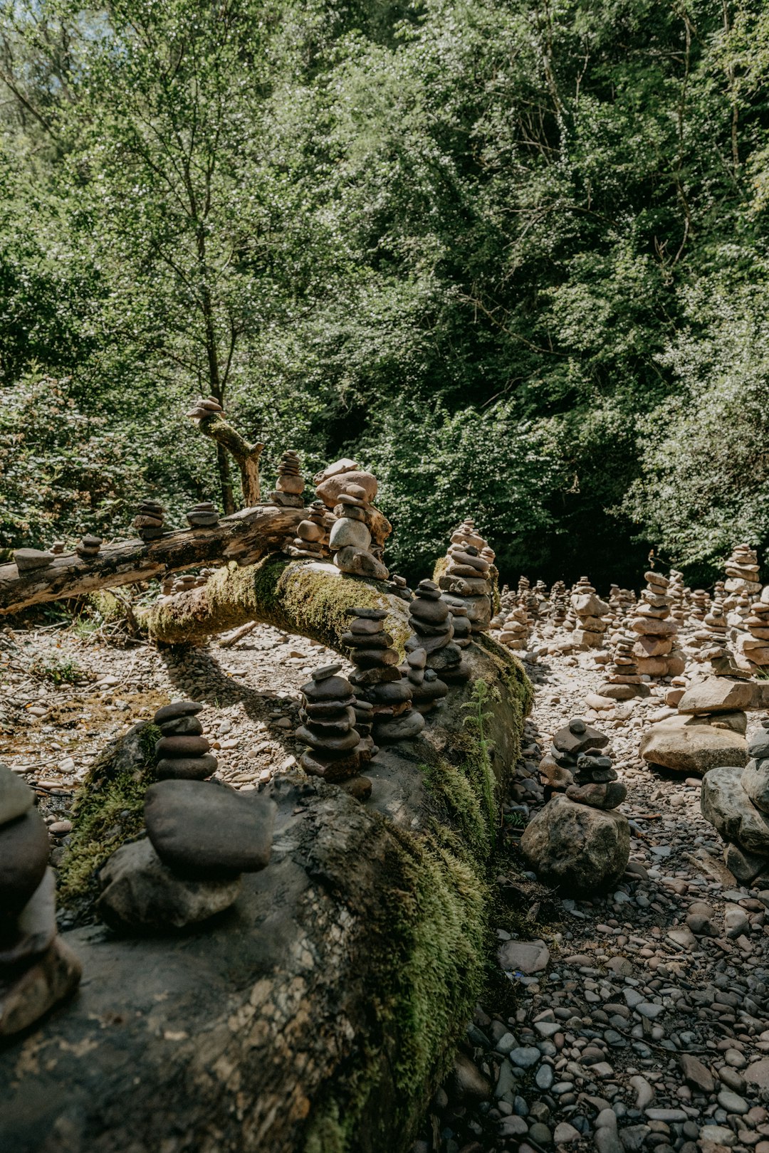 gray and black stone fragments on brown wooden log during daytime