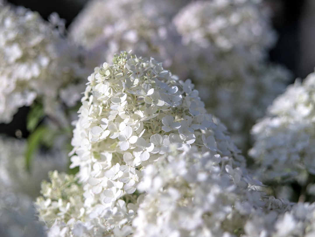 white cluster flowers in close up photography