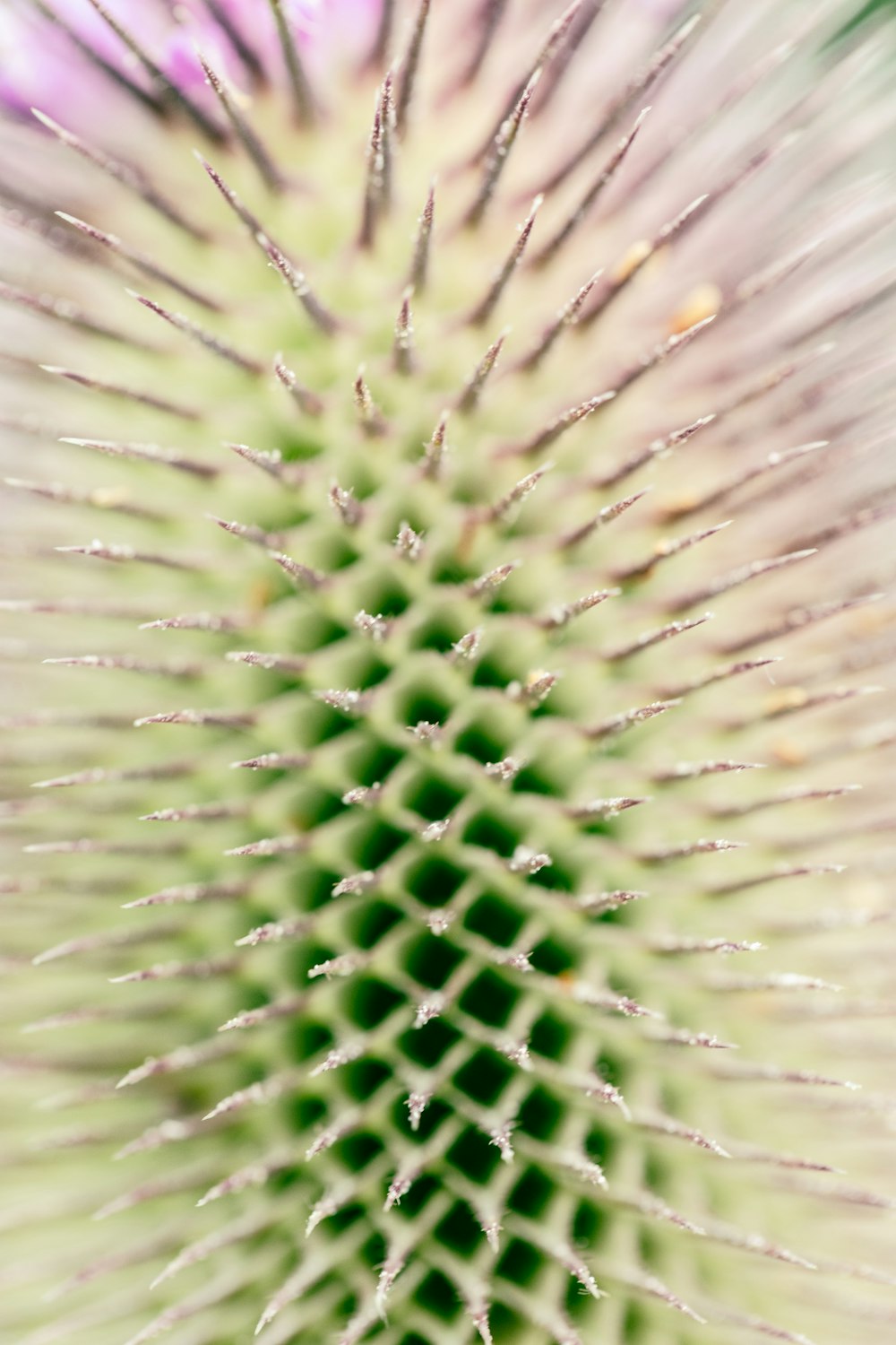 macro photography of green and white round decor