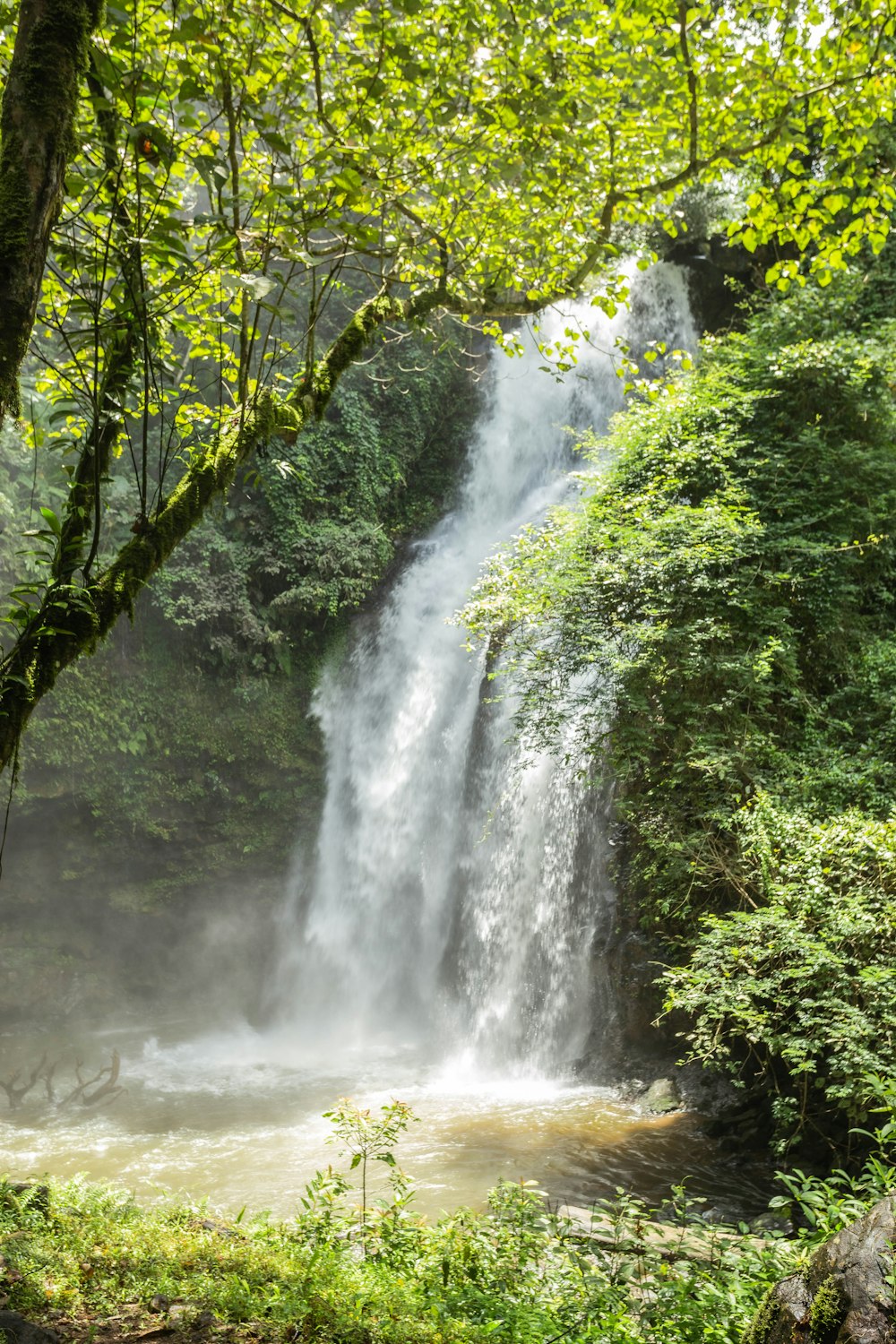 waterfalls in the middle of green trees