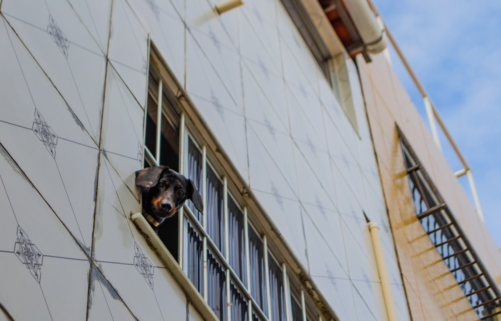 black and tan short coat medium sized dog on white concrete building during daytime