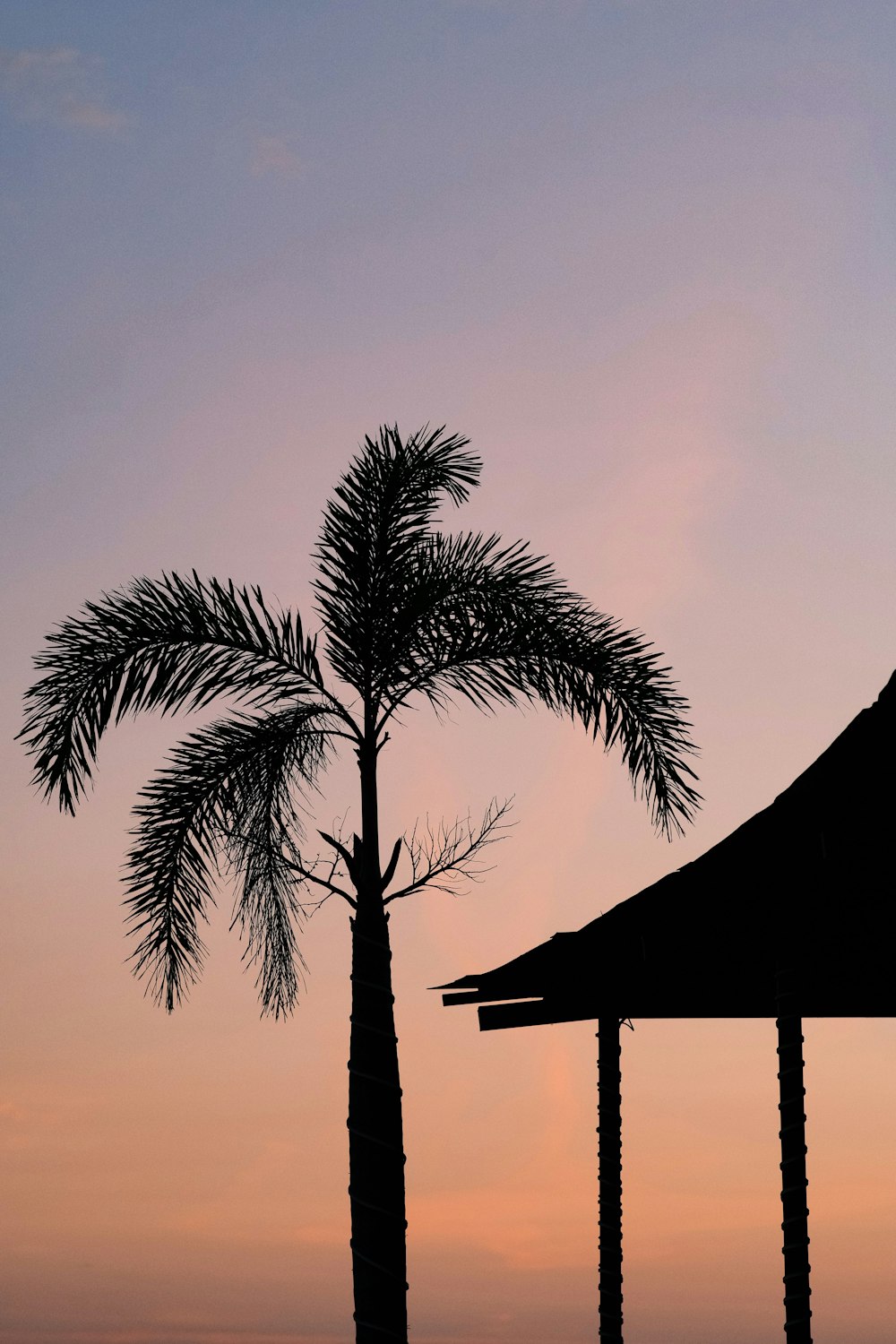 silhouette of palm tree during sunset