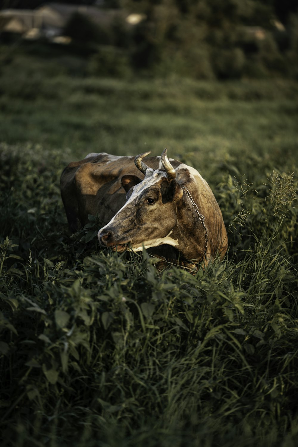 brown cow on green grass field during daytime