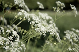 white flowers in tilt shift lens