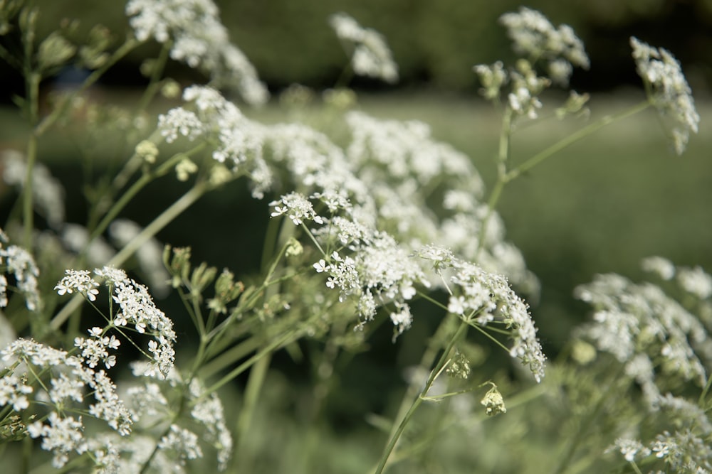 white flowers in tilt shift lens