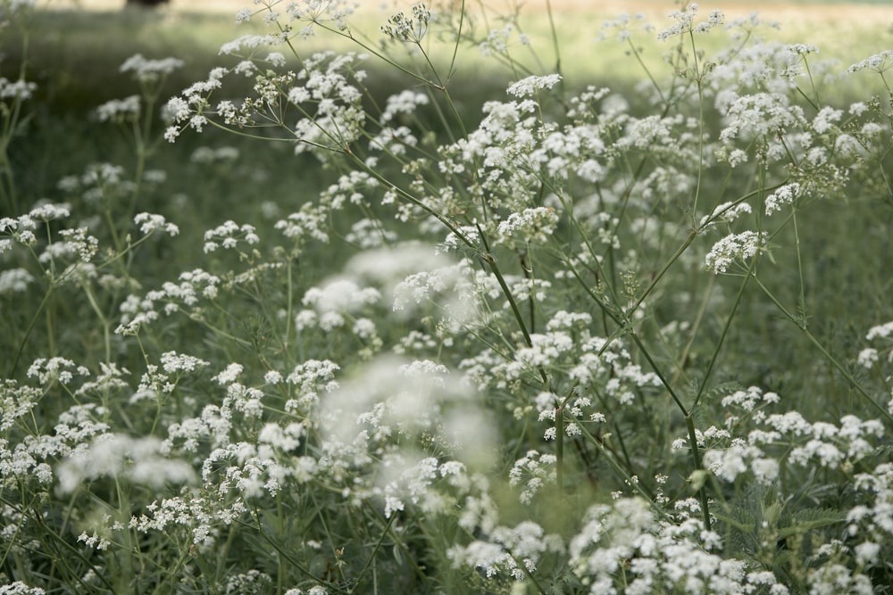 white flowers on green grass field during daytime