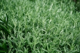 A dense collection of green, feathery leaves of a plant. The foliage appears lush and vibrant, with intricate patterns and textures visible on the leaves.