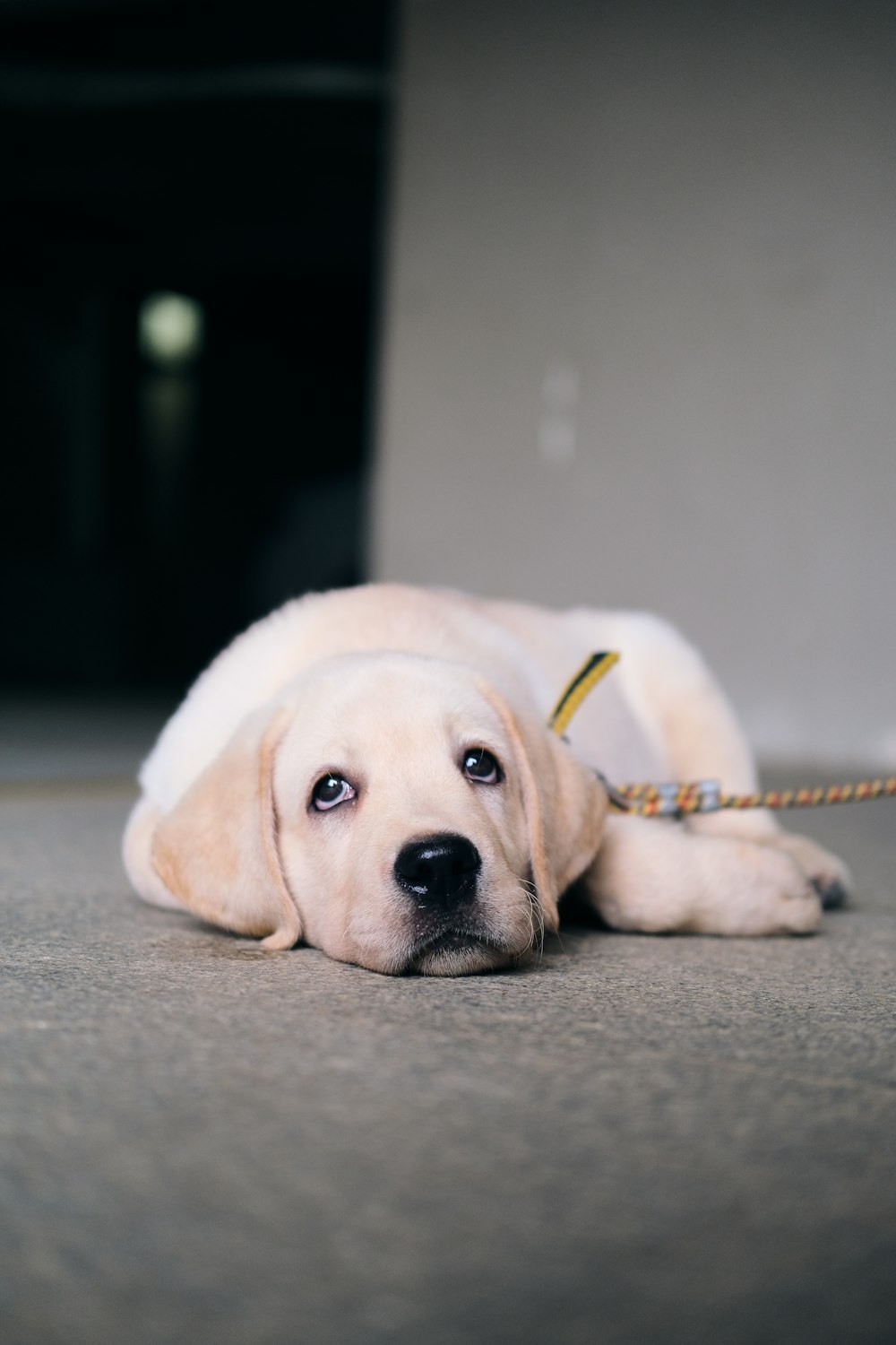 yellow labrador retriever puppy lying on floor