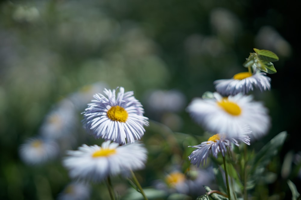 white and yellow daisy flowers in bloom during daytime