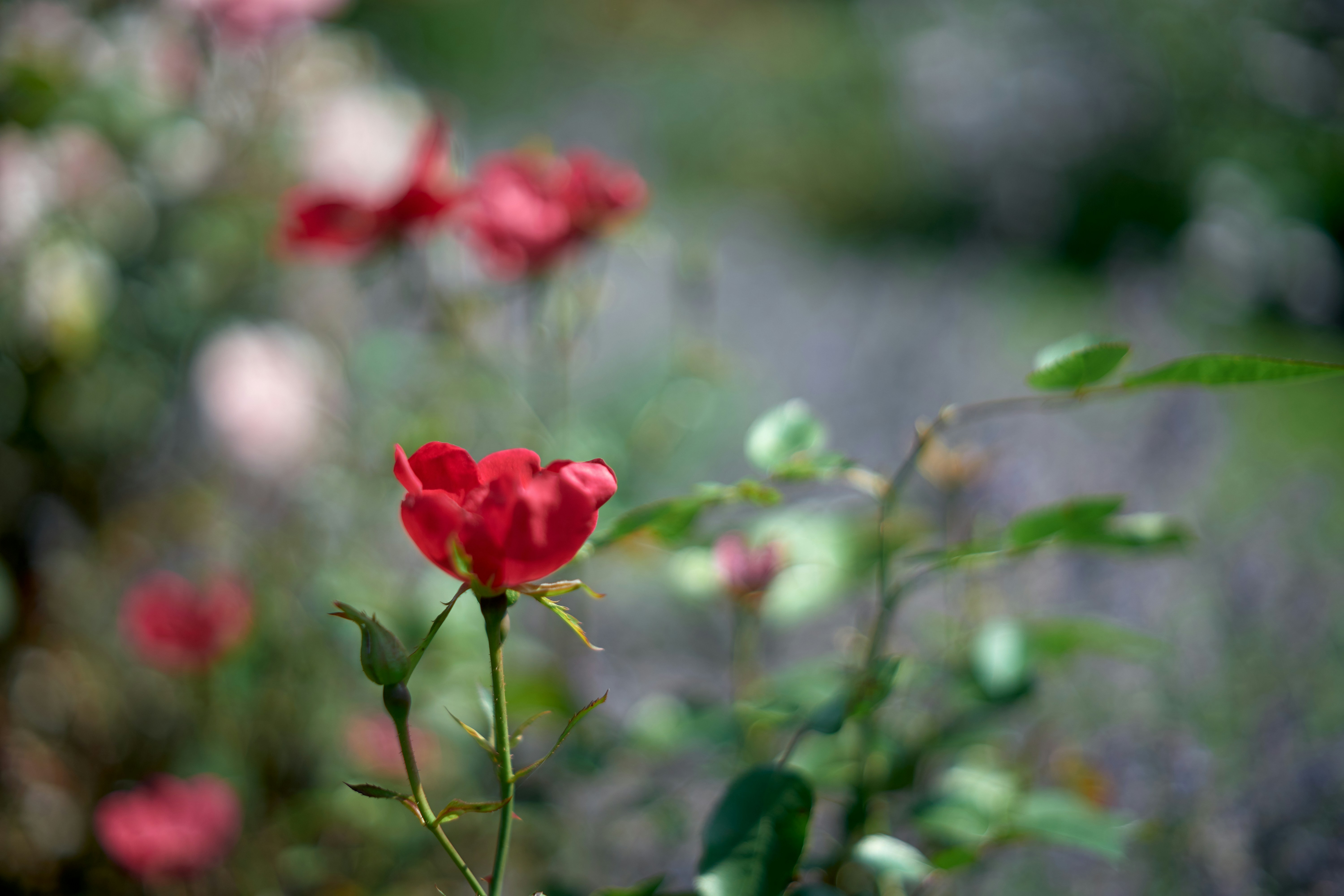 Defocused background of summer garden flowers. Roses. Close up, blurred.
