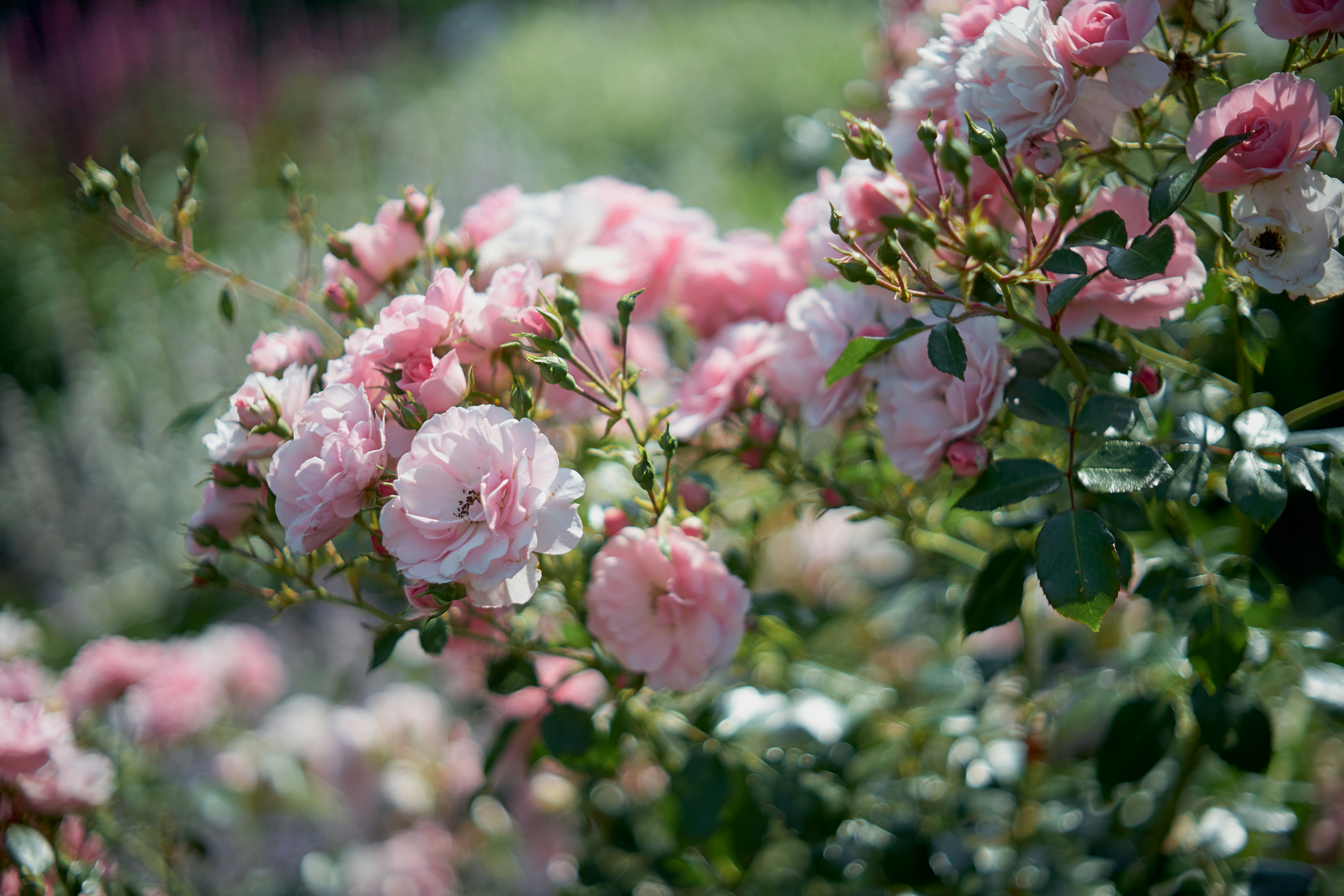 Defocused background of summer garden flowers. Roses. Close up, blurred.
