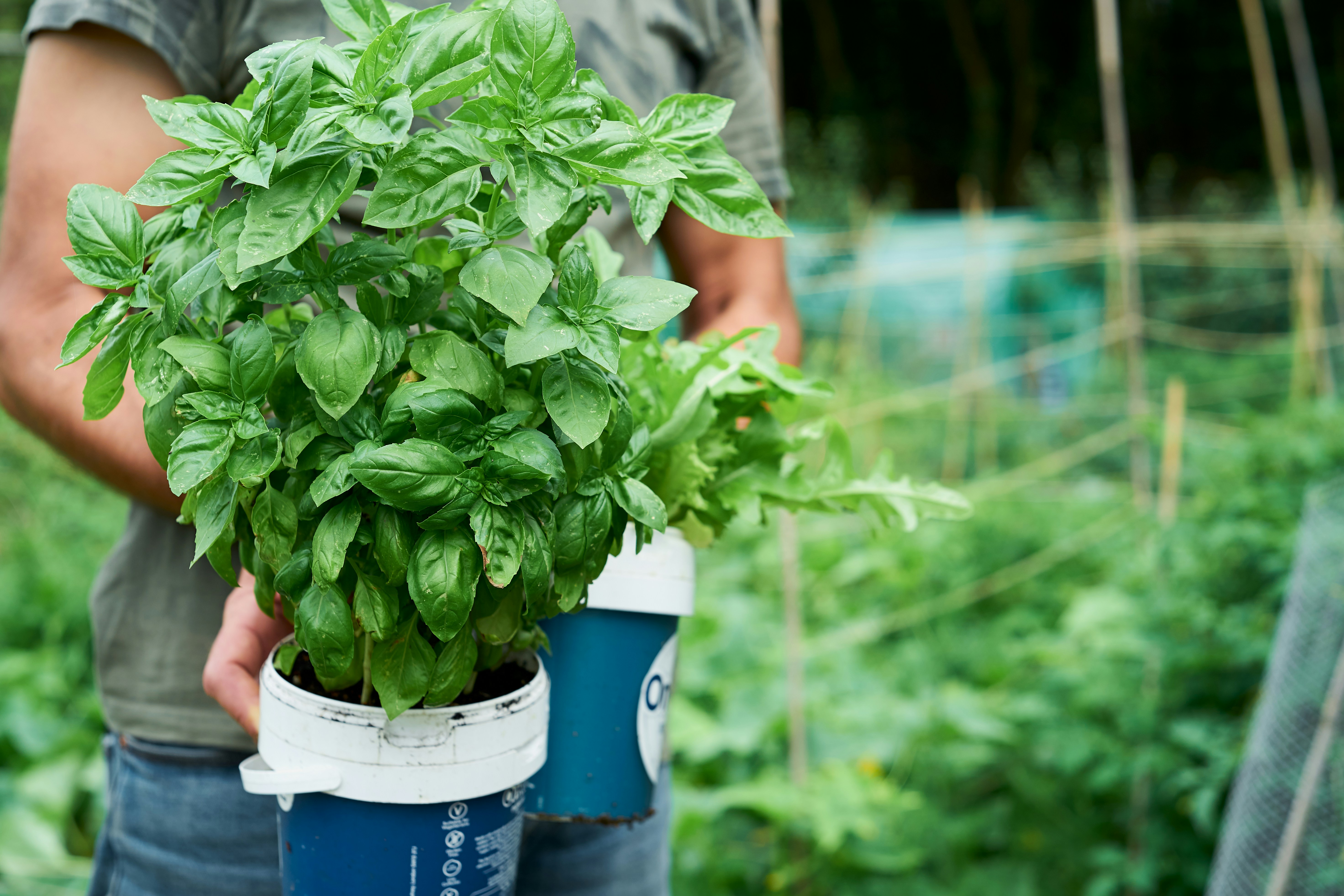 Man holding a pot with fresh basil. Blurred background.