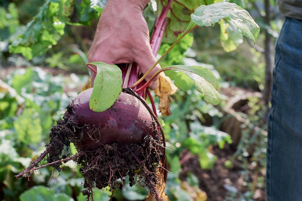 Persona sosteniendo una planta de hoja verde