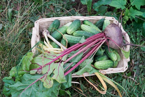 A wicker basket filled with freshly harvested vegetables, including cucumbers with varying shades of green, a beetroot with its purple stem and green leaves, some yellow wax beans, and leaves of other vegetables or herbs. The basket is placed on the ground with grass and leafy plants visible around it.