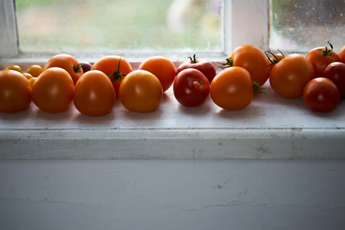 Sunlight streaming through a window onto a display of ripe tomatoes arranged neatly on a white table.