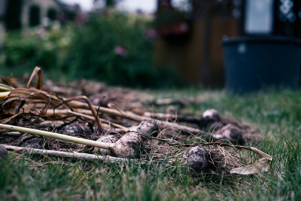 brown wood log on green grass field during daytime