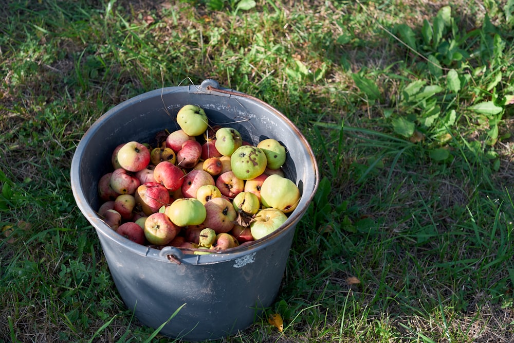 red and green apples in blue bucket on green grass
