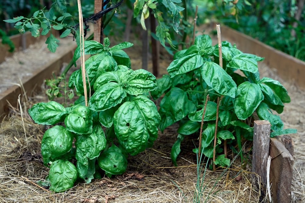 green leaves on brown soil