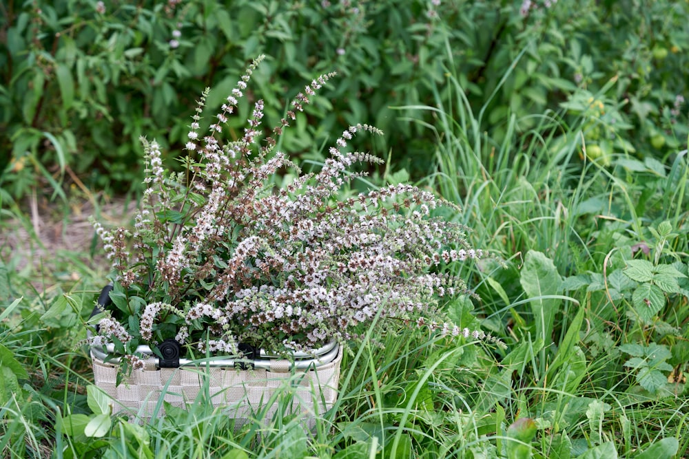 weiße Blüten im weißen Keramiktopf