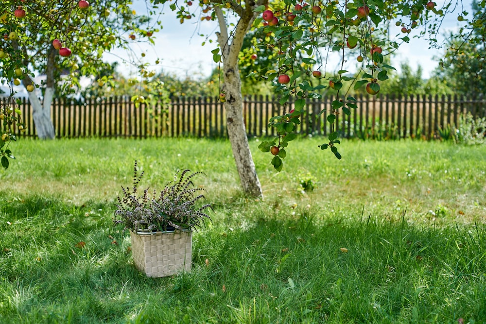 red and green plant on white pot on green grass field during daytime