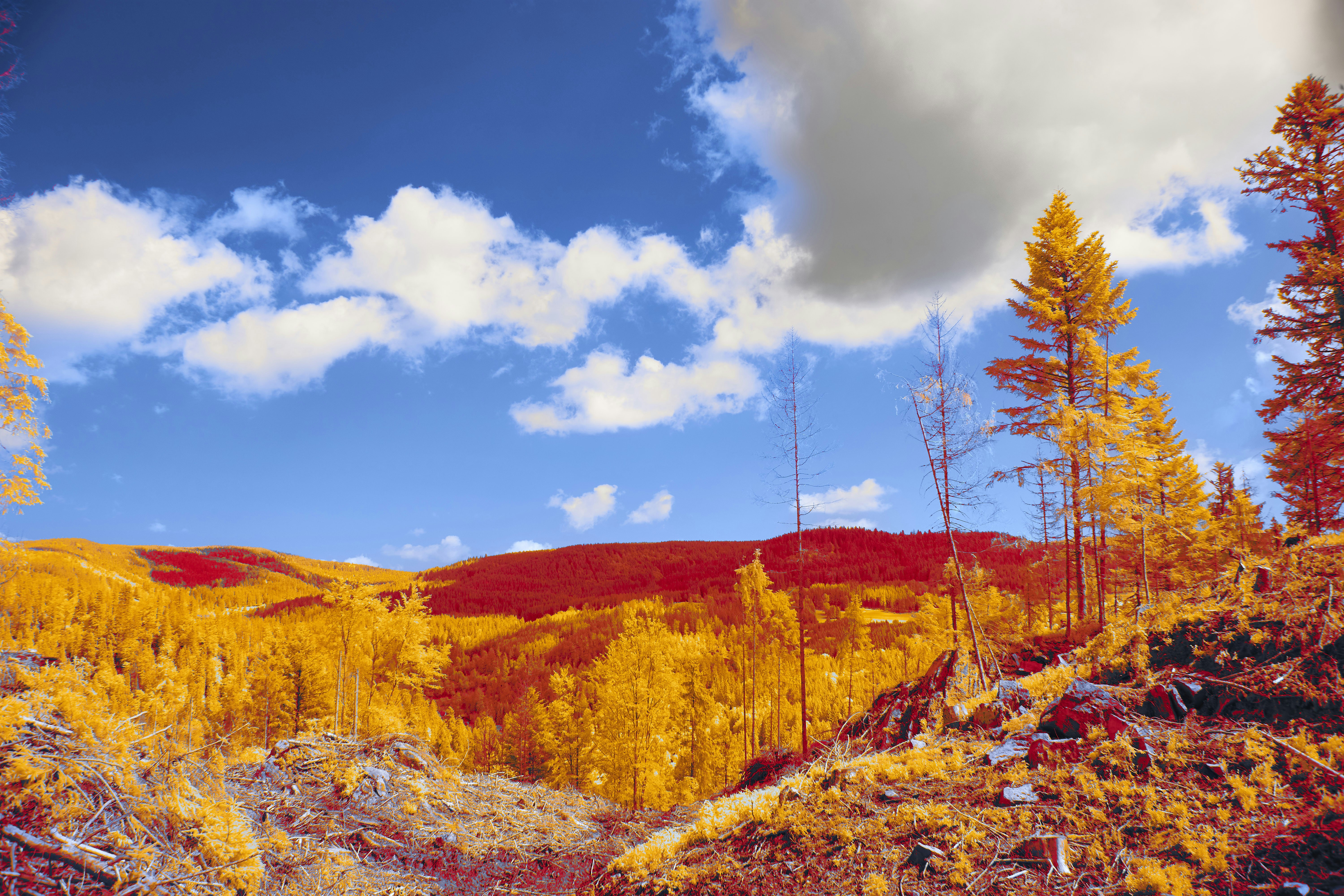 Photo by wolfgang_hasselmann